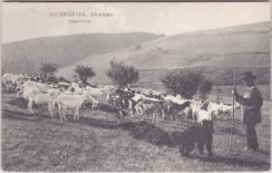 38700 Hohegeiß (Braunlage/Harz), Ziegenherde, ca. 1915
